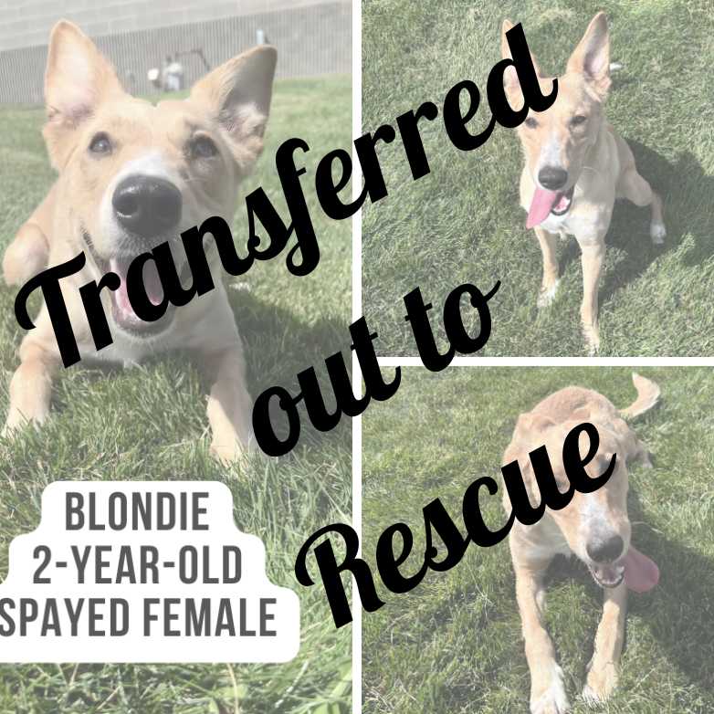 Blondie Rehomed - Copy